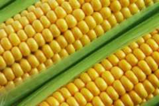 Komisja rolnictwa chce stosowania pasz z GMO do końca 2012 r.