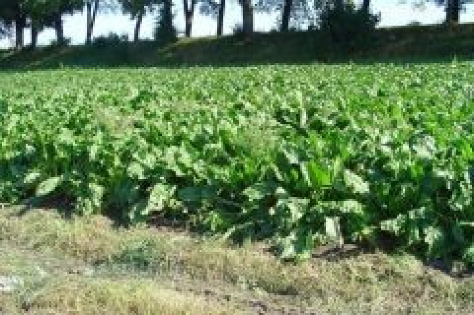 plantacja buraków, fot. KSC Ukraiński producent cukru chce zwiększyć zysk do 58 mln euro