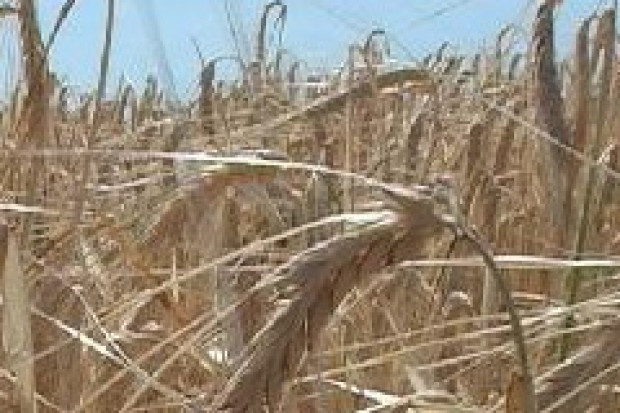 Prognoza: Niższe zbiory zbóż, niższa cena ziarna