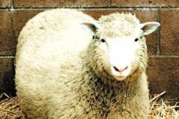 Pionierka - sklonowana w 1996 r. owca Dolly EFSA: jedzenie mięsa sklonowanych zwierząt bezpieczne, ale czy etyczne?