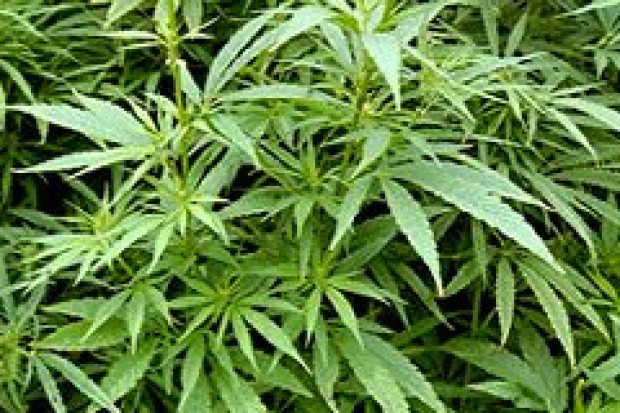 Marihuana do kupienia w sklepach Rossmanna