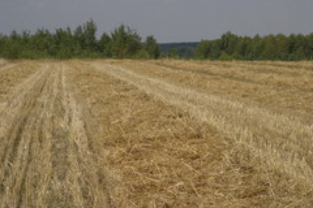 Rosnący import winny obniżce cen polskich zbóż