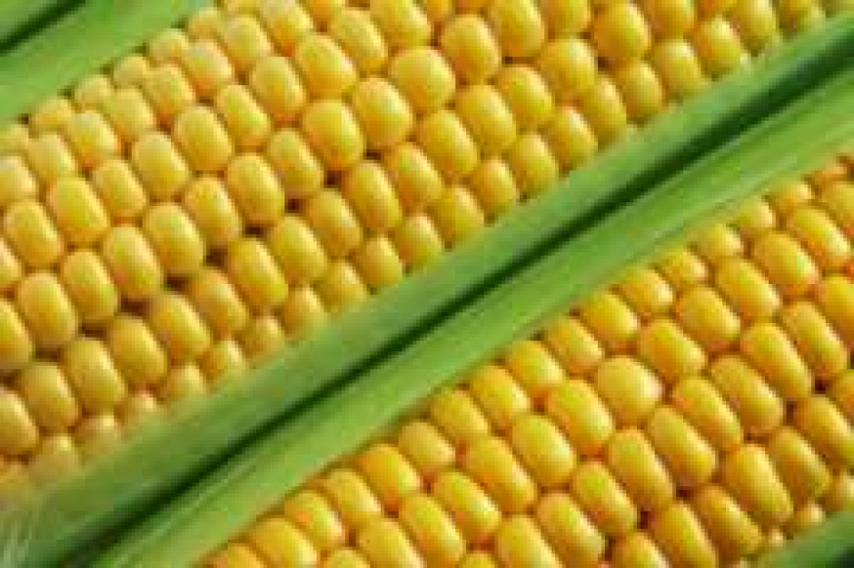 KPW chce odrzucenia ustawy o GMO