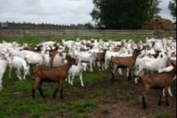 Agro-Damnis inwestuje w zabezpieczenie dostaw surowca