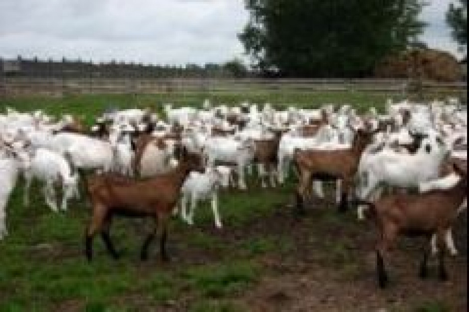 Agro-Damnis inwestuje w zabezpieczenie dostaw surowca