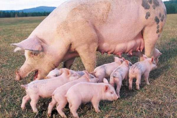Ceny skupu żywca wieprzowego już nie spadają