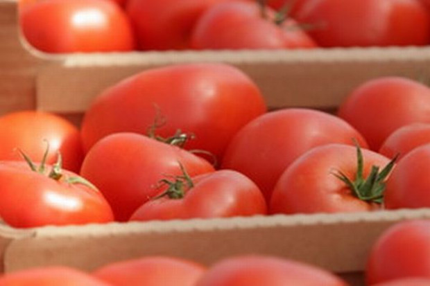 Bio-pomidory robią karierę w Europie
