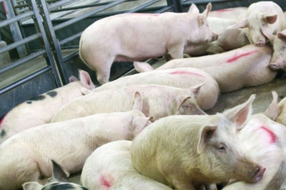 Analitycy: Wyjątkowo wysokie ceny na rynku tuczników