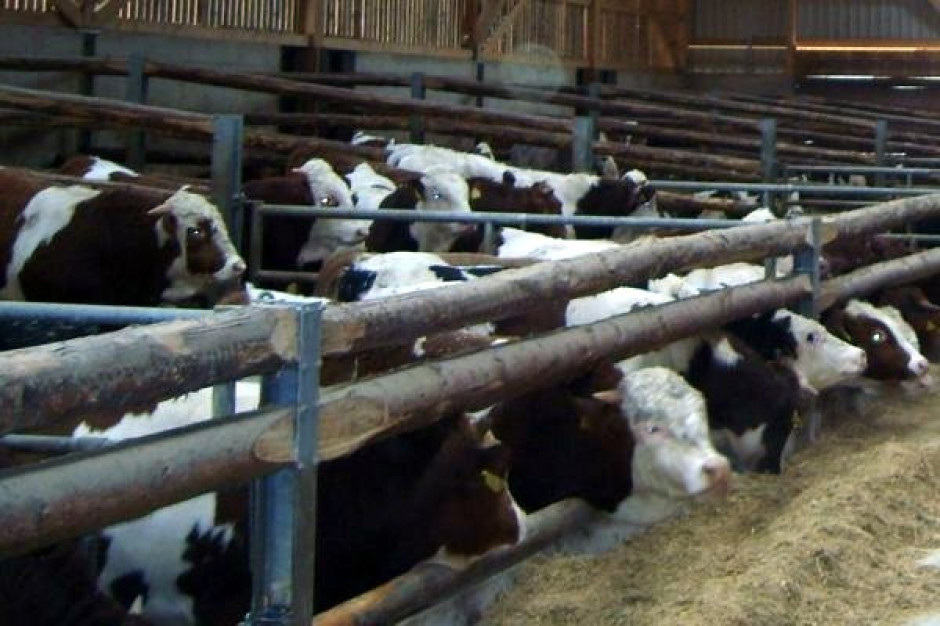 Unia idzie na rękę producentom pasz: załagodzi przepisy dotyczące oznakowania i autoryzacji