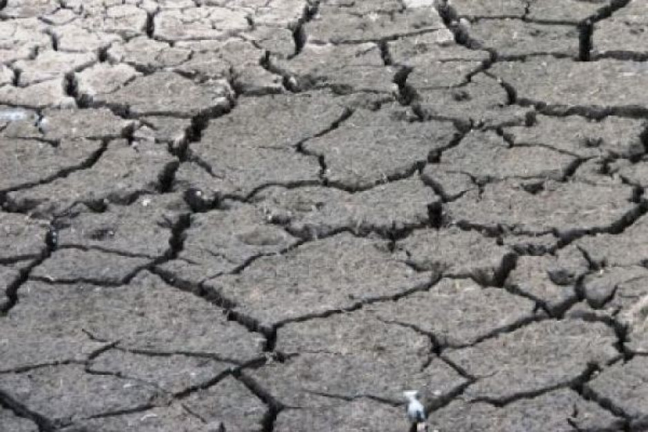 Susza w Argentynie obniży o ponad 40 proc. zbiory pszenicy