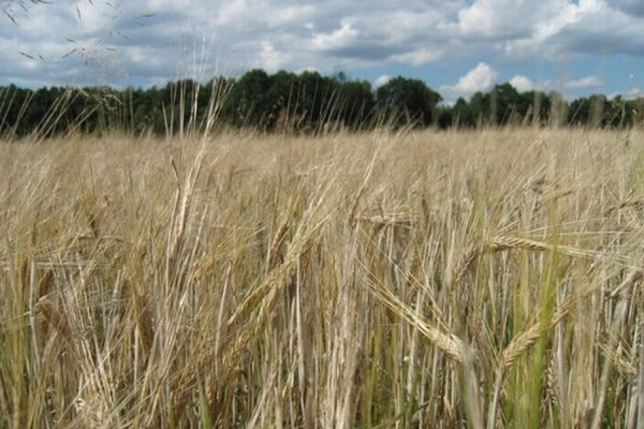 Stan upraw roślin genetycznie zmodyfikowanych na świecie i w Polsce