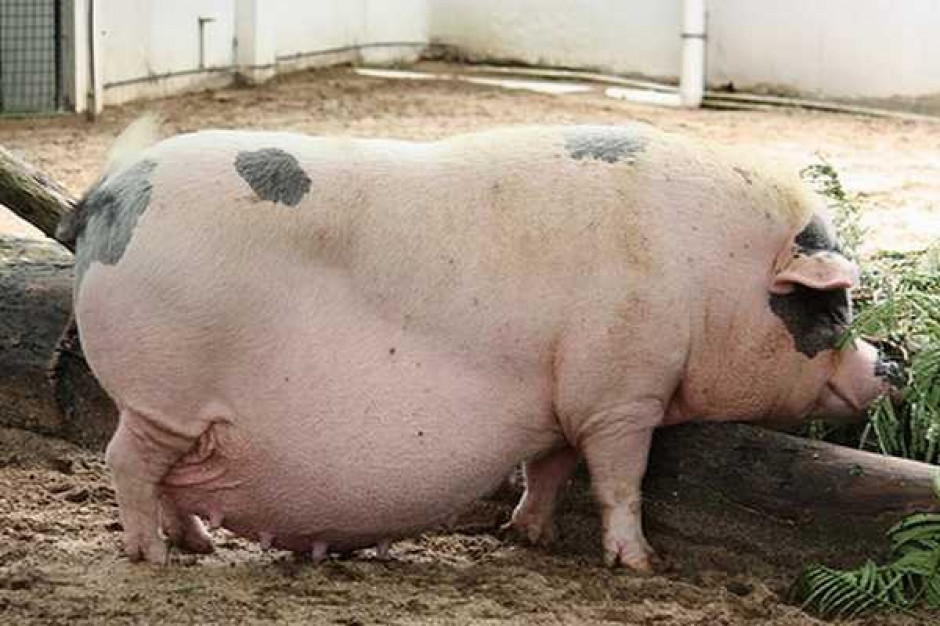 Rosja: Spada pogłowie bydła, rośnie stado żywca wieprzowego