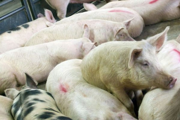 Drobiarze nie rzucą koła ratunkowego pokrewnej branży