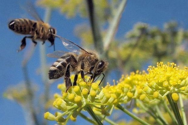 40 hipotez o przyczynach nadmiernej śmiertelności pszczół
