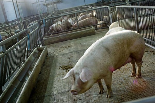 Świński dołek najgłębszy od dziesięcioleci