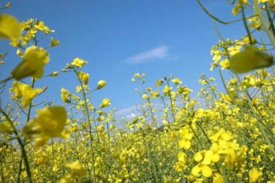 Bayer CropScience AG wprowadza do obrotu genetycznie zmodyfikowany rzepak