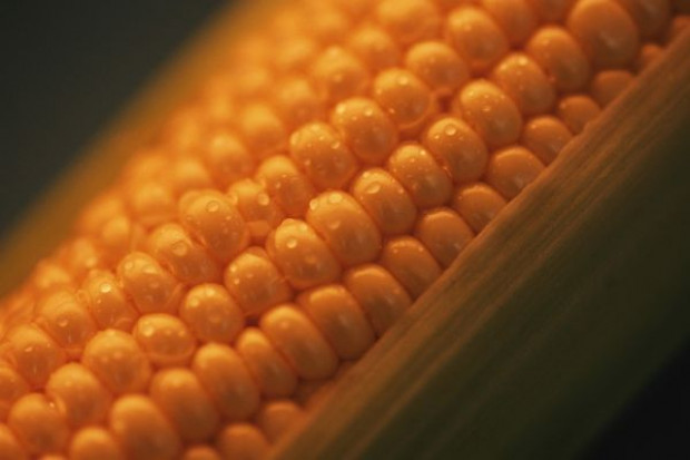 Producenci kukurydzy MON810 dostaną odszkodowania?