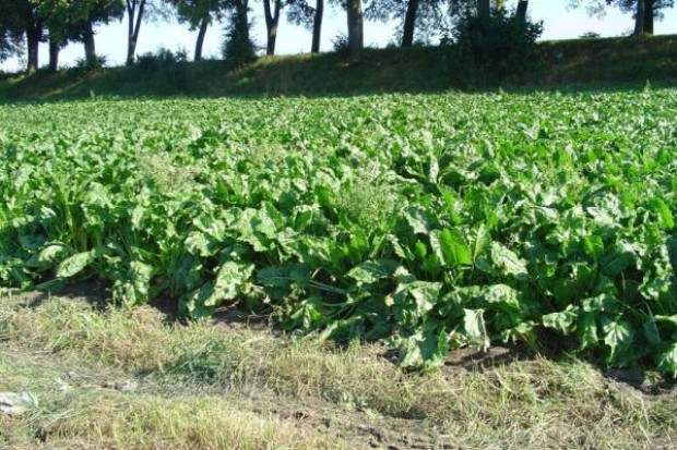 fot.KSC Plantatorzy buraków cukrowych dostaną rekompensaty