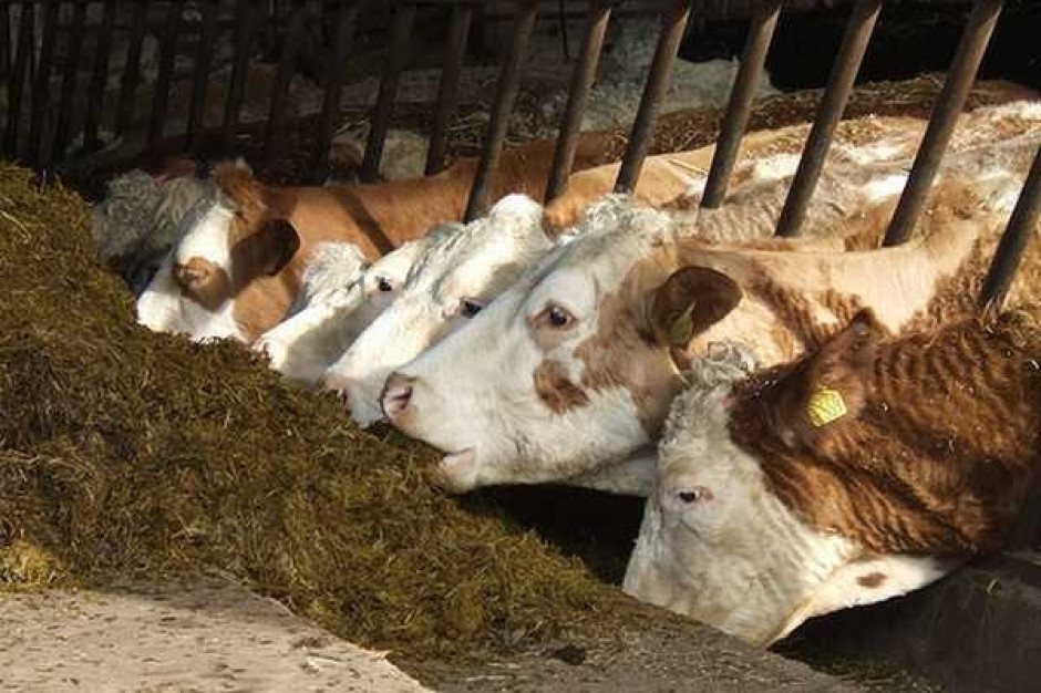 Polska bez GMO byłaby krajem bez przemysłu mięsnego?