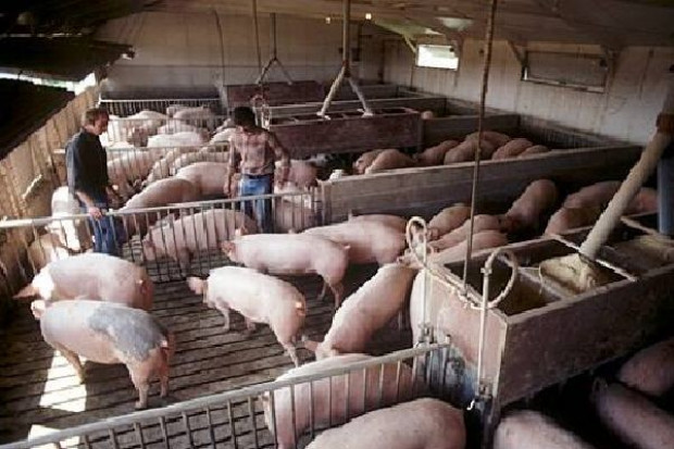 fot. http://chaoticfat.com Smithfield Foods: Świńska grypa nie pochodzi z naszych meksykańskich hodowli
