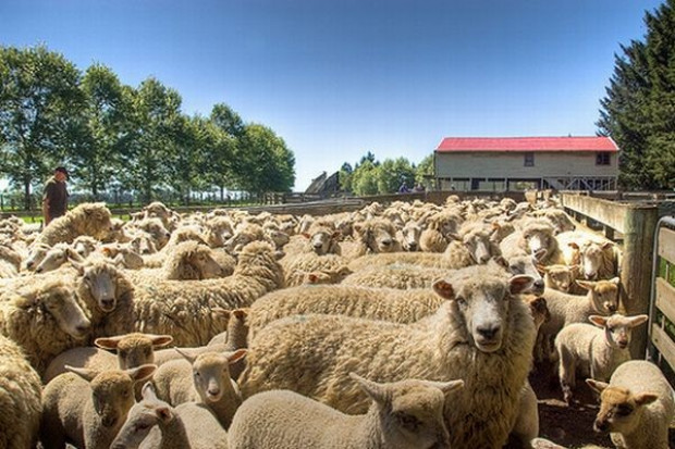 Spada produkcja mięsa owczego i jagnięcego w krajach UE
