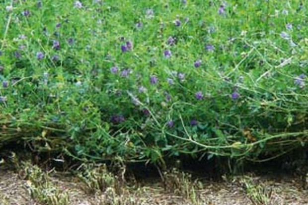 fot. Nasza Rola Zakładamy plantację lucerny