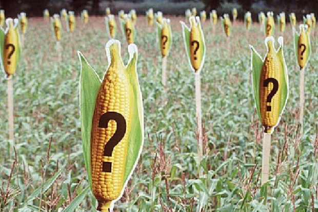 Polska może doprowadzić do tego, że w całej UE zostanie wprowadzone ponowne moratorium na GMO?