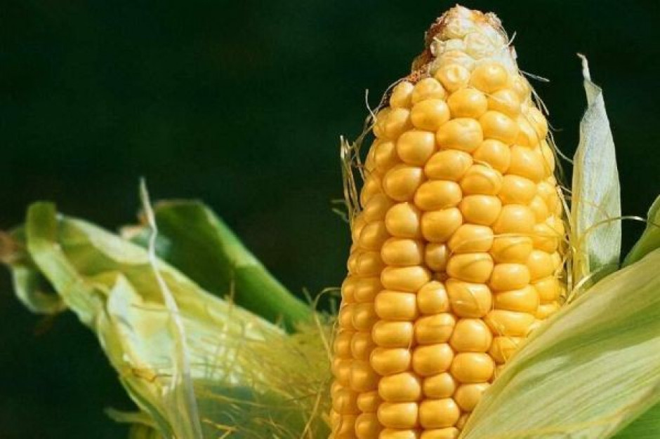 IGC obniża prognozy zbiorów kukurydzy, podwyższają szacunki spożycie tego gatunku
