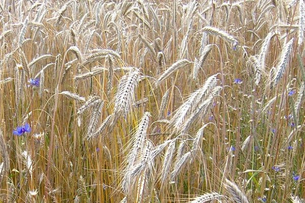 fot. http://upload.wikimedia.org Notowania cen zbóż w większości województw spadają