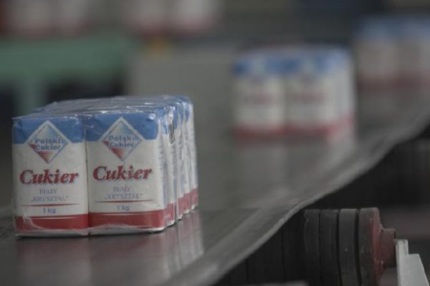 Deszcze mogą obniżyć zbiory buraków cukrowych
