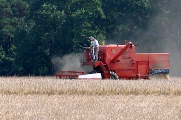 Żniwa będą mniej obfite niż przed rokiem