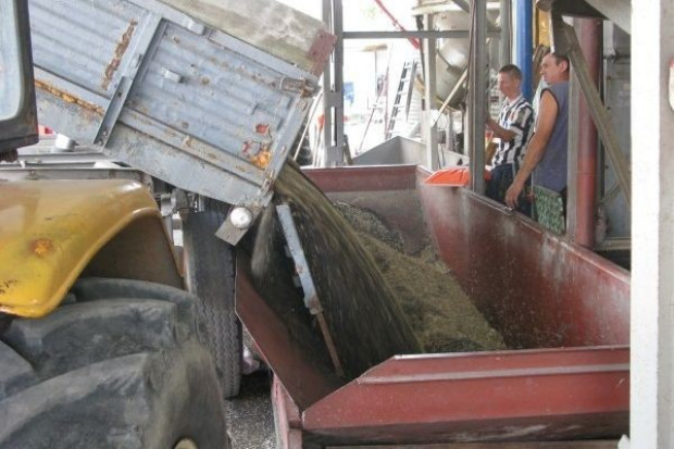 fot. godzinski.agro.pl Producenci rzepaku: Zbiory ziarna wyższe od szacowanych