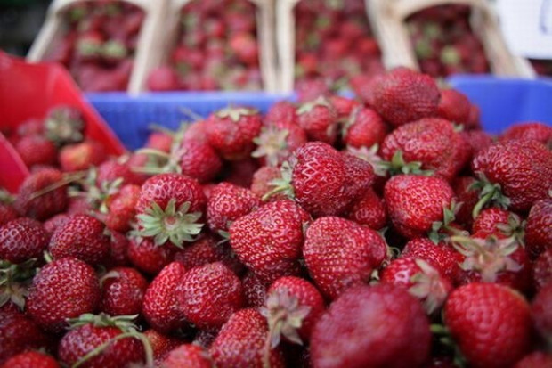Polki oszukane na holenderskiej plantacji truskawek odzyskają pieniądze