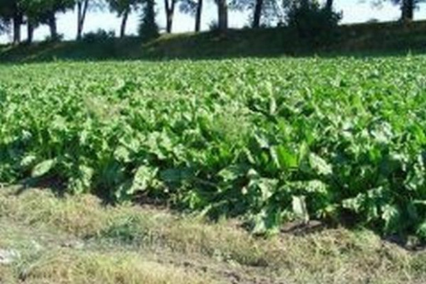 Kryzys nie sprzyja rozwojowi rolnictwa ekologicznego