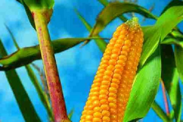 fot. farmer.pl Rząd przyjął projekt Prawa o GMO, który zakłada tworzenie stref wolnych od tego typu upraw