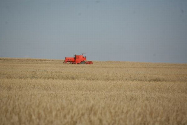 USDA podwyższa światowe prognozy zbiorów zbóż