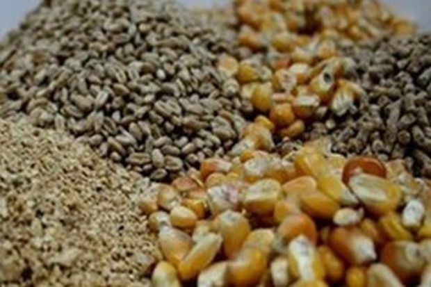 We wrześniu przyśpieszyły spadki cen pasz przemysłowych