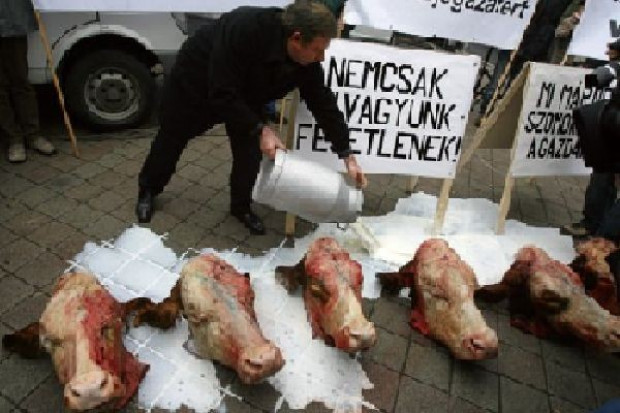 fot. Reuters Drastyczny protest węgierskich producentów mleka