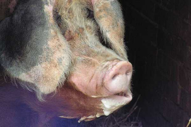 Afrykański pomór świń może spowodować wzrost importu mięsa do Rosji