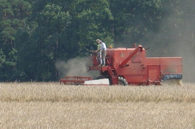 Ceny zbóż na rynkach UE nie będą znacząco rosły