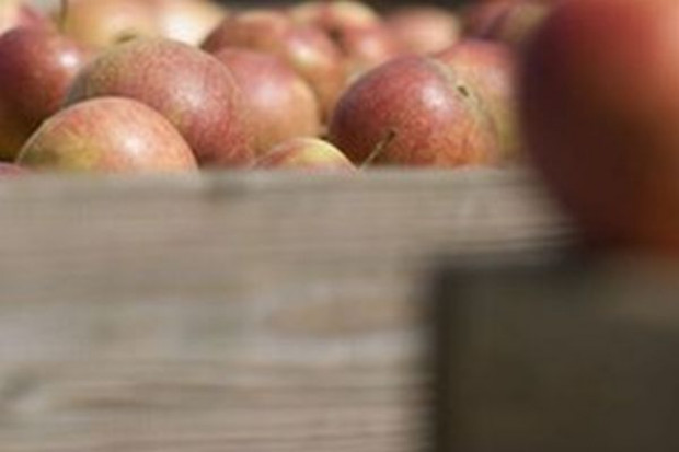 Prezes Kampol Fruit: Rząd powinien pomyśleć o skupie interwencyjnym warzyw i owoców