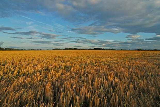 Nowe badania wykazują dramatyczny wzrost zużycia pestycydów w uprawach GMO