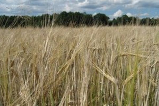 IERiGŻ: Dzięki WPR polskie rolnictwo może być bardziej konkurencyjne globalnie