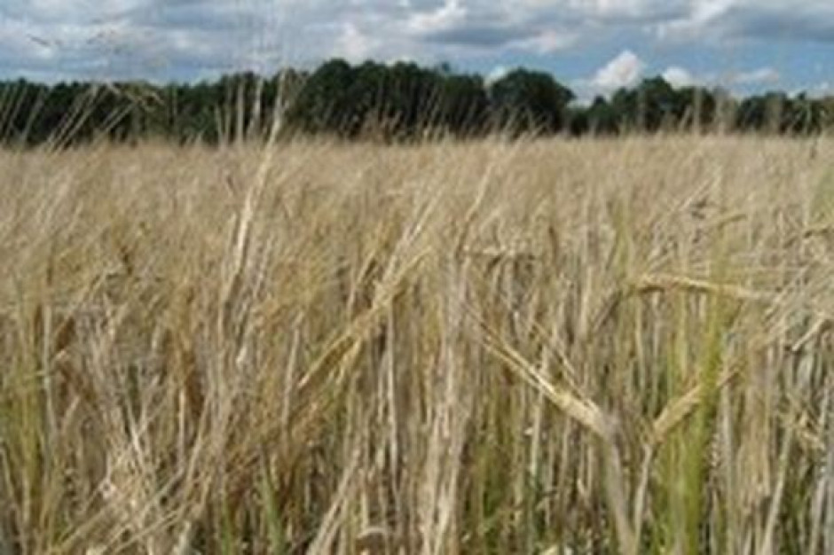 IERiGŻ: Dzięki WPR polskie rolnictwo może być bardziej konkurencyjne globalnie