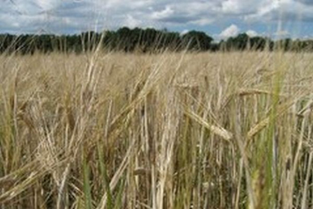 Niższa prognoza zbiorów zbóż