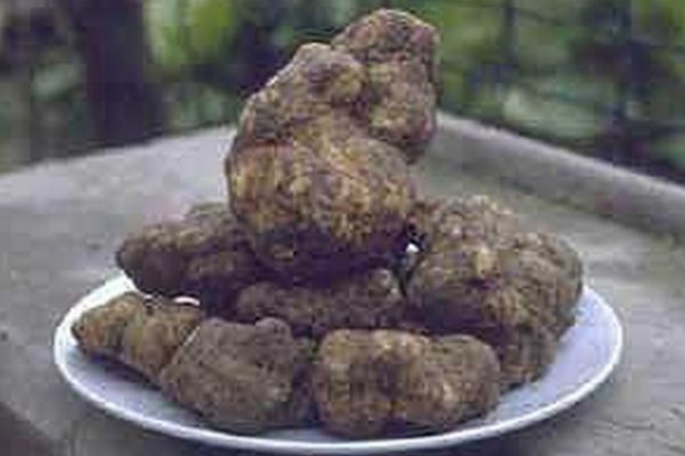 fot. europe-truffles.webpark.pl 250 tys. euro za niecały kilogram trufli