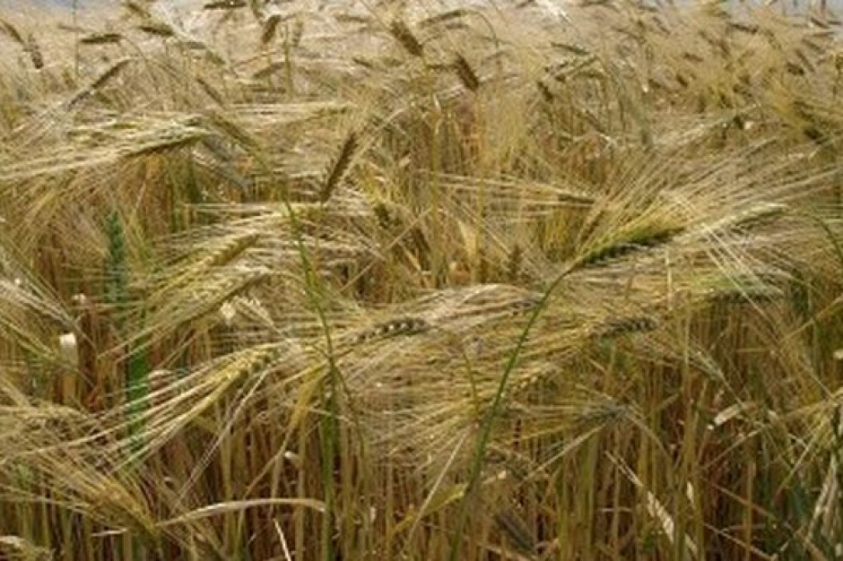 Strategie Grains: W przyszłym sezonie unijny areał upraw pszenicy wzrośnie o 1 proc.
