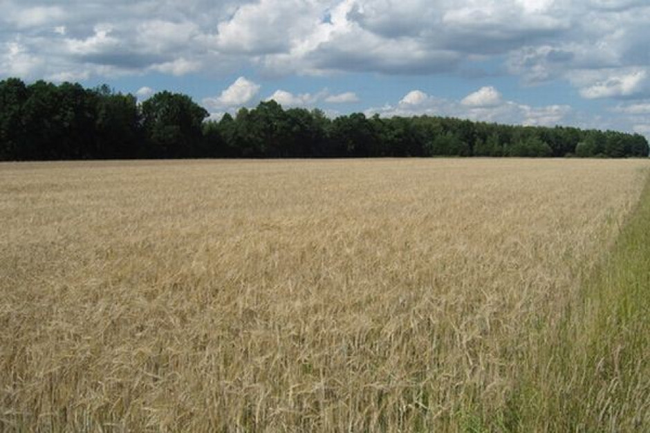 Zbiory zbóż ozimych w 2010 r. mogą być równie wysokie jak w 2009 r.