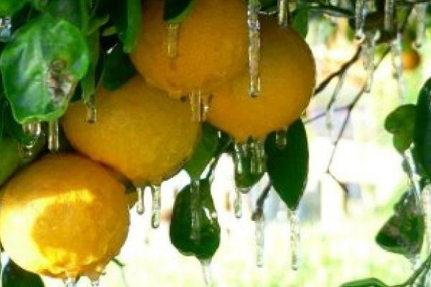 fot. http://2.bp.blogspot.com Na Florydzie wymroziło pomarańcze. Sok najdroższy od 2 lat