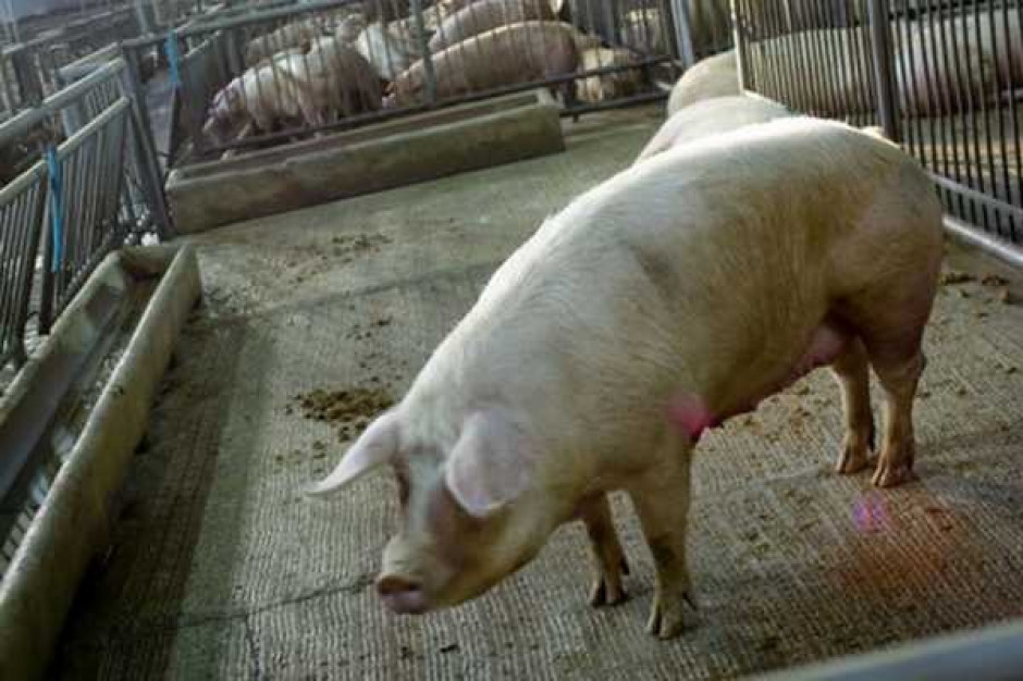Analitycy BGŻ: Obserwujemy wzrostową tendencję cen bydła i trzody chlewnej